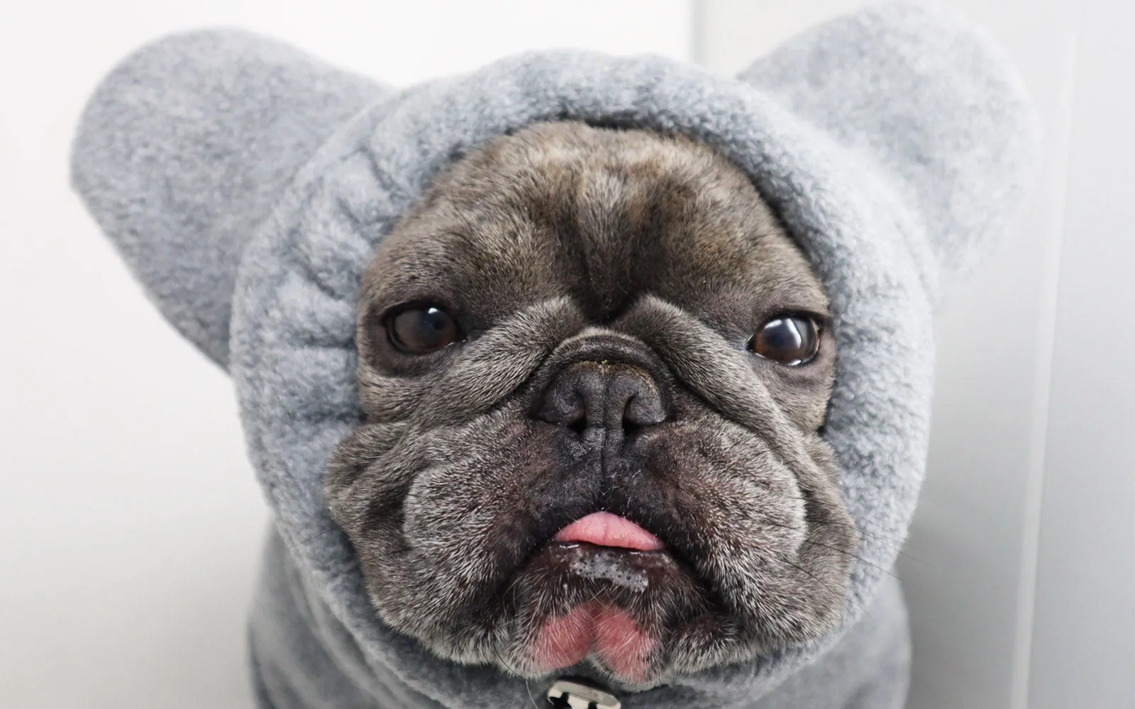 Frenchie Ear Hoodie Bundle Boys version 2 | Frenchiestore