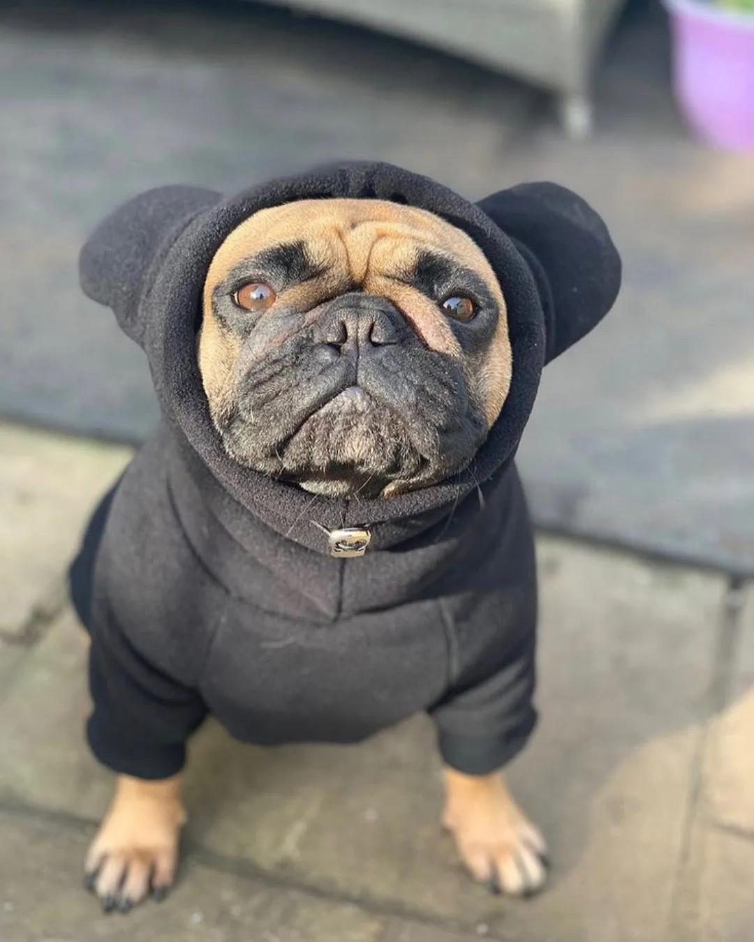 Frenchie Ear Hoodie Bundle Boys version 2 | Frenchiestore